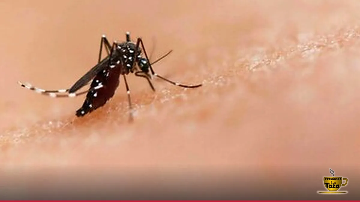 Dengue: 16 Nuevos Casos Reportados; Acumulado Sube a 338